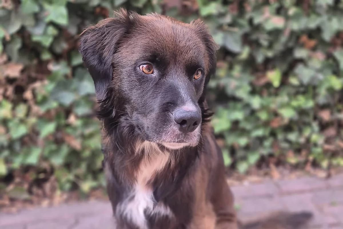 Snoopy, male 4yo Mixed Breed for adoption at Tierschutzverein Pfungstadt und Umgebung e.V, Pfungstadt