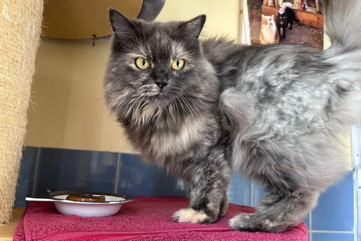 Nala, female Persian for adoption at Tierschutzverein Pfungstadt und Umgebung e.V, Pfungstadt
