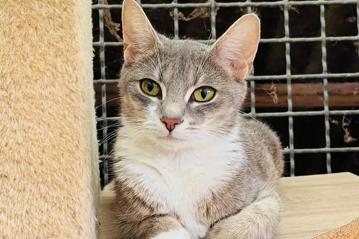 Grey, female puppy European Shorthair for adoption at Tierschutzverein Pfungstadt und Umgebung e.V, Pfungstadt
