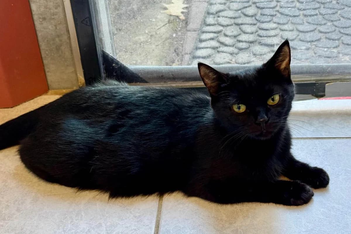 Kuromi, female European Shorthair for adoption at Tierschutzverein Pfungstadt und Umgebung e.V, Pfungstadt
