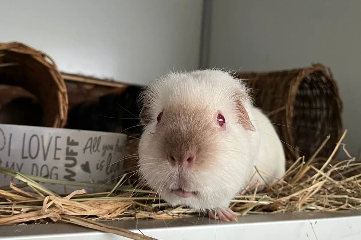 Snow, male 5yo mixed breed for adoption at Tierschutzverein Pfungstadt und Umgebung e.V, Pfungstadt