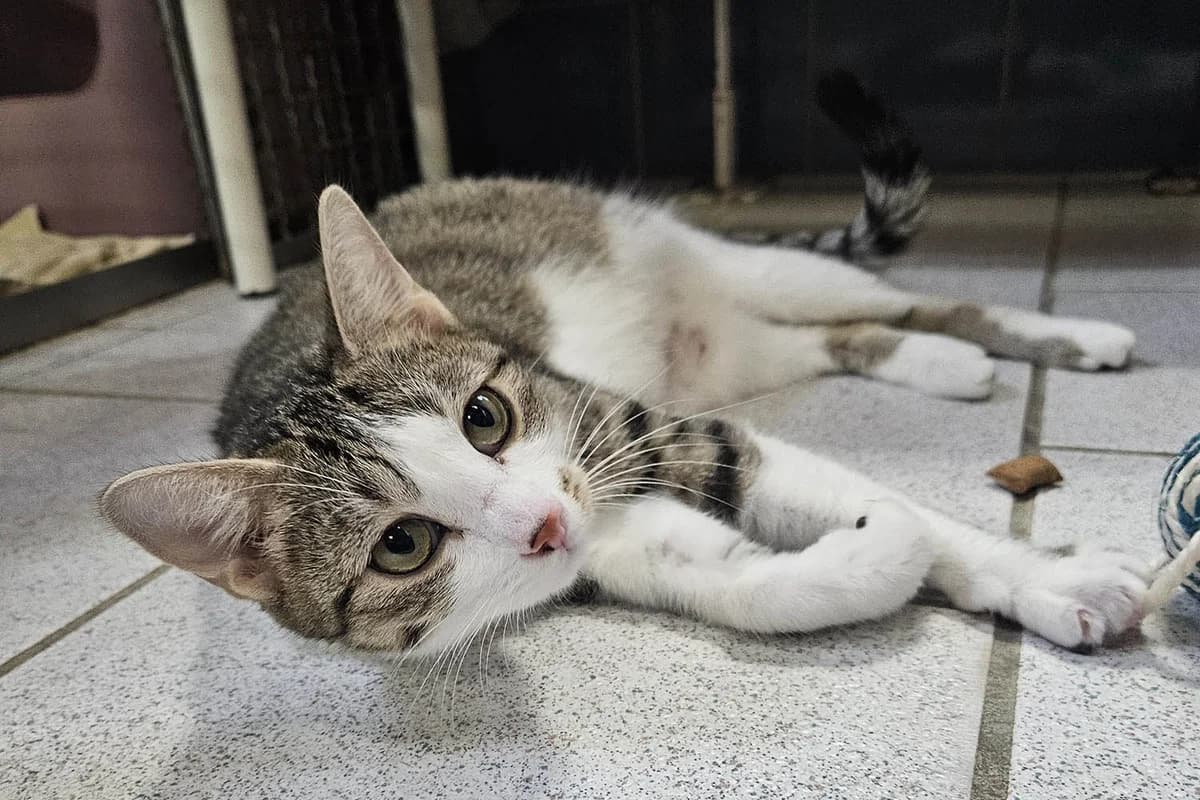 Daisy, female young European Shorthair for adoption at Tierschutzverein Pfungstadt und Umgebung e.V, Pfungstadt