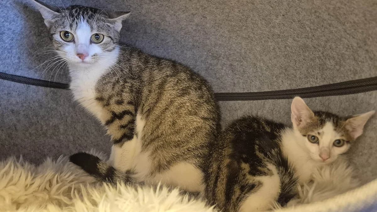 Daisy & Bonny, male young European Shorthair for adoption at Tierschutzverein Pfungstadt und Umgebung e.V, Pfungstadt