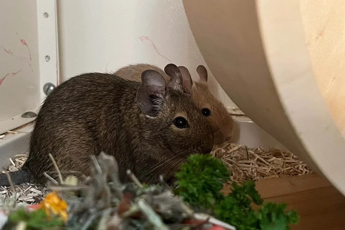 Peach & Daisy, female Degu for adoption at Tierschutzverein Pfungstadt und Umgebung e.V, Pfungstadt