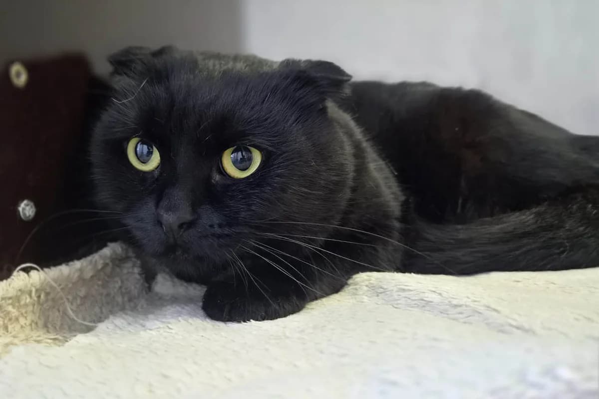 Mc Kenzie, male 3yo Scottish Fold for adoption at Tierschutzverein Pfungstadt und Umgebung e.V, Pfungstadt
