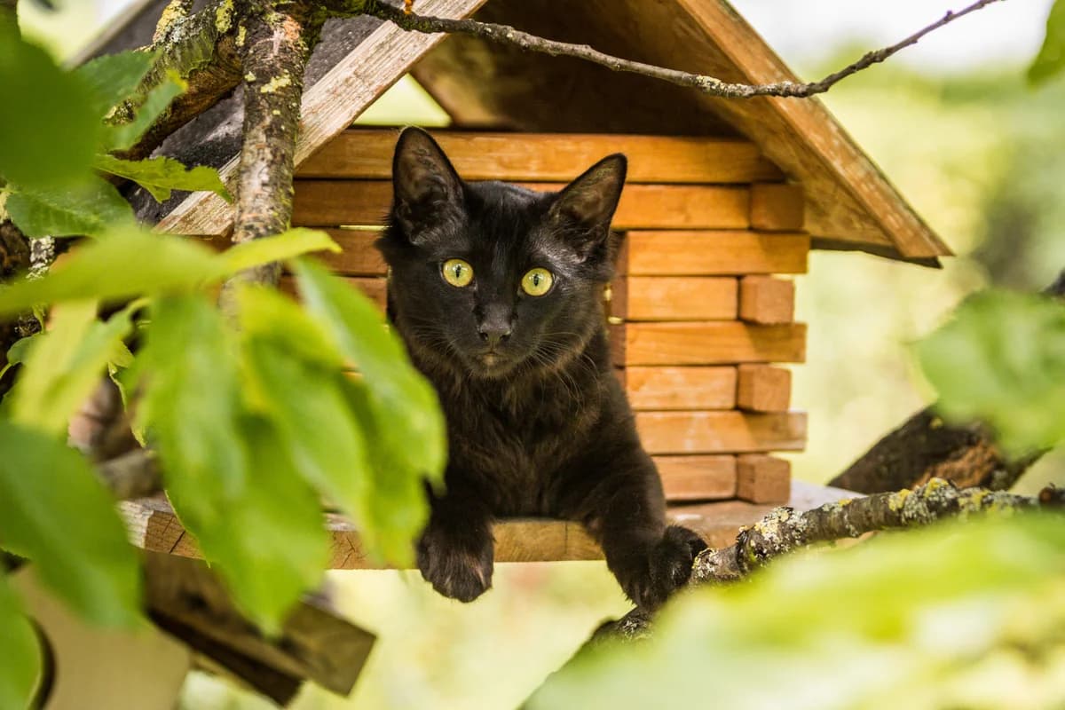 *** Wir sind die Paten Katzen ***, male senior Mixed Breed for adoption at Tierschutzverein Pfungstadt und Umgebung e.V, Pfungstadt