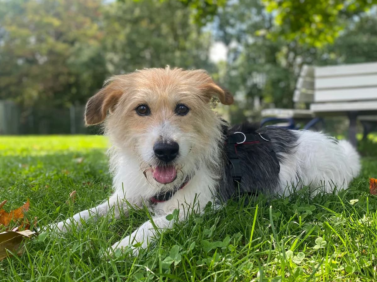 Pina, female senior Mixed Breed for adoption at Tierschutzverein Pfungstadt und Umgebung e.V, Pfungstadt