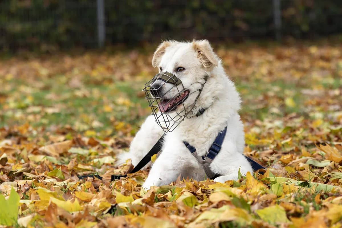 Flori, male 3yo mixed breed for adoption at Tierschutzverein Pfungstadt und Umgebung e.V, Pfungstadt