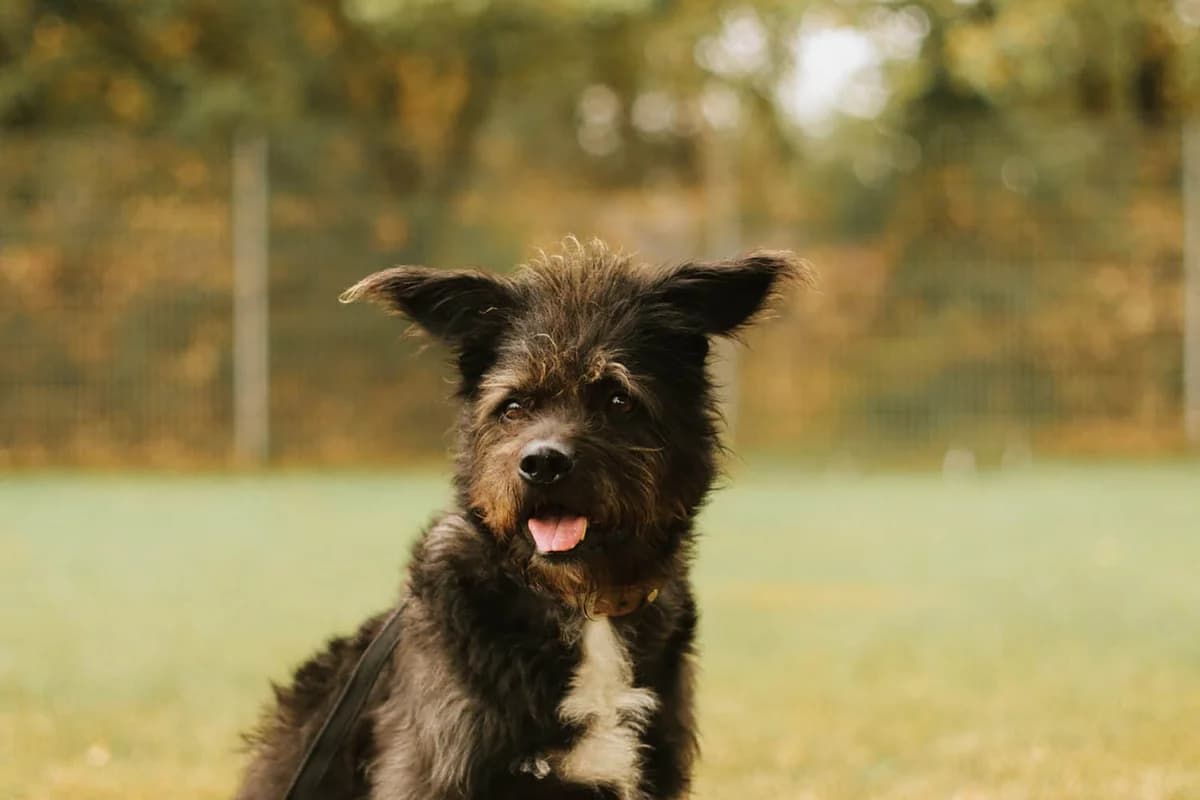 Pino, male 6yo Mixed Breed for adoption at Tierschutzverein Pfungstadt und Umgebung e.V, Pfungstadt