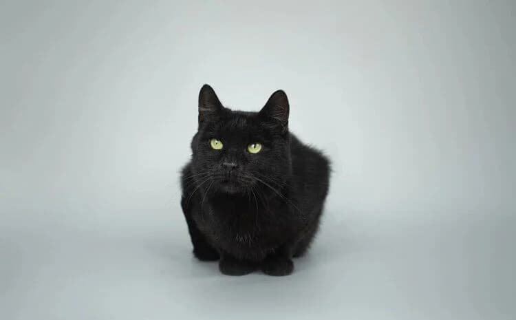 Adrik, male Mixed Breed for adoption at Tierschutzverein-Phelan e.V., Berlin