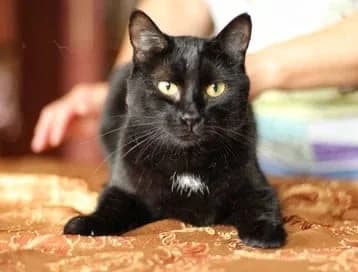 Bagira, Mixed Breed for adoption at Tierschutzverein-Phelan e.V., Berlin