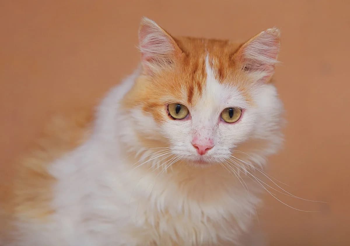 Ares, male Mixed Breed for adoption at Tierschutzverein-Phelan e.V., Berlin