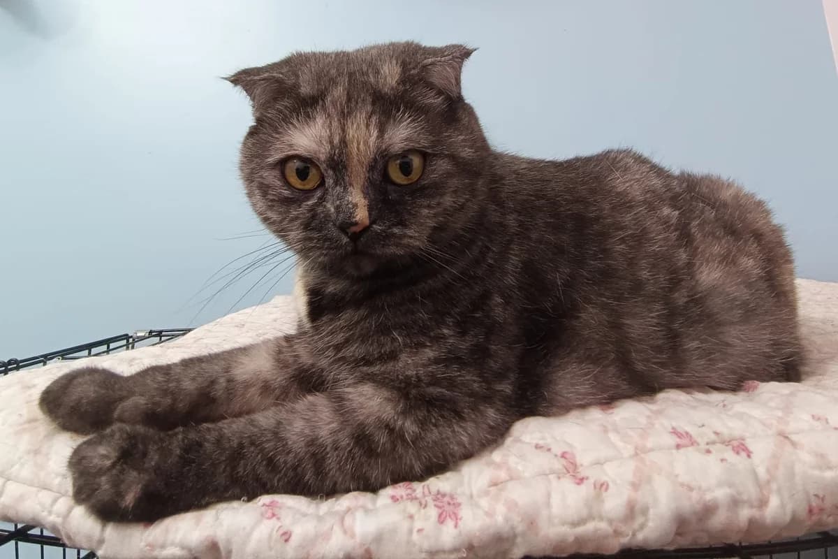 Malta, Mixed Breed for adoption at Tierschutzverein-Phelan e.V., Berlin