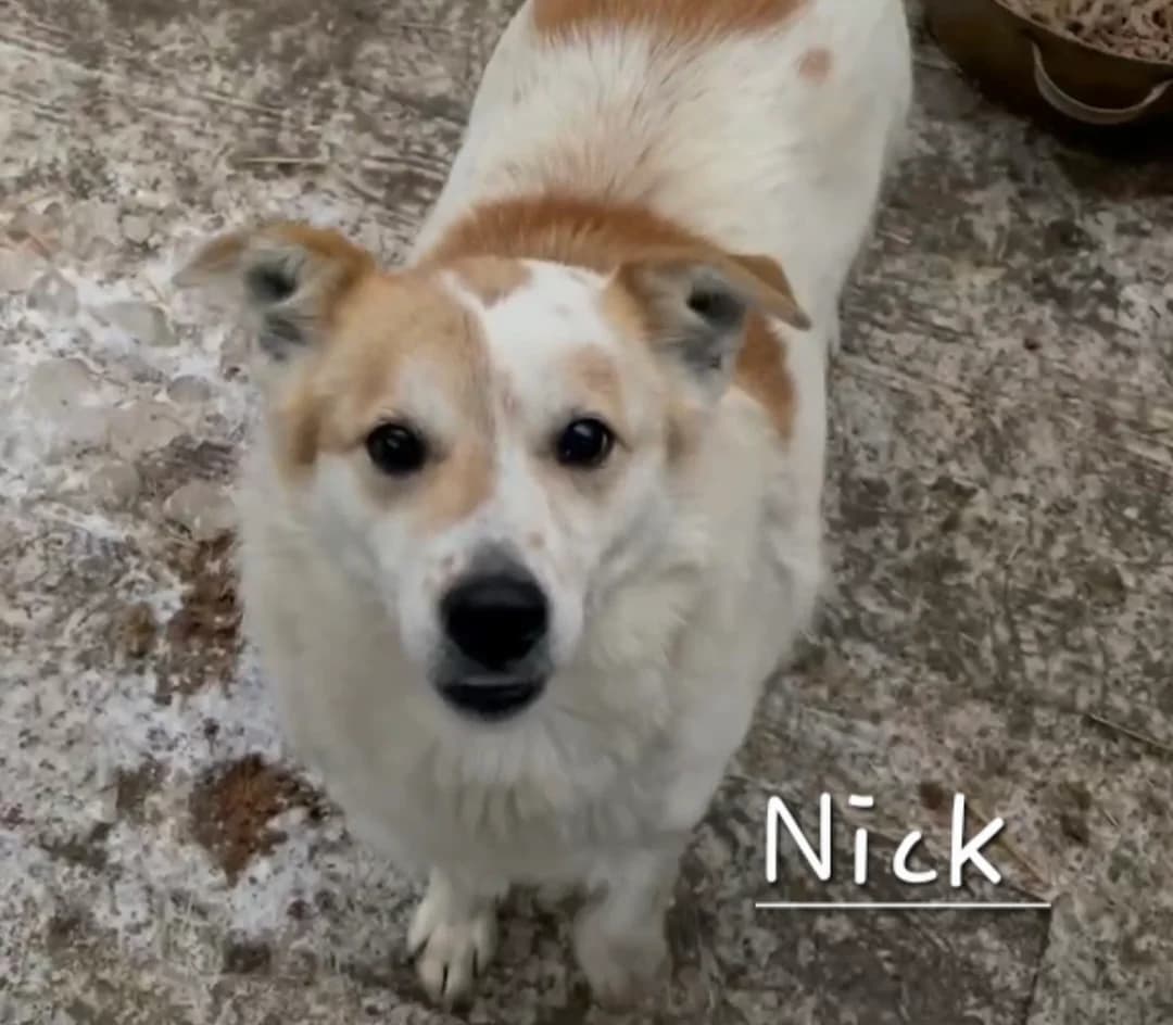 Nick, male Mixed Breed for adoption at Tierschutzverein-Phelan e.V., Berlin