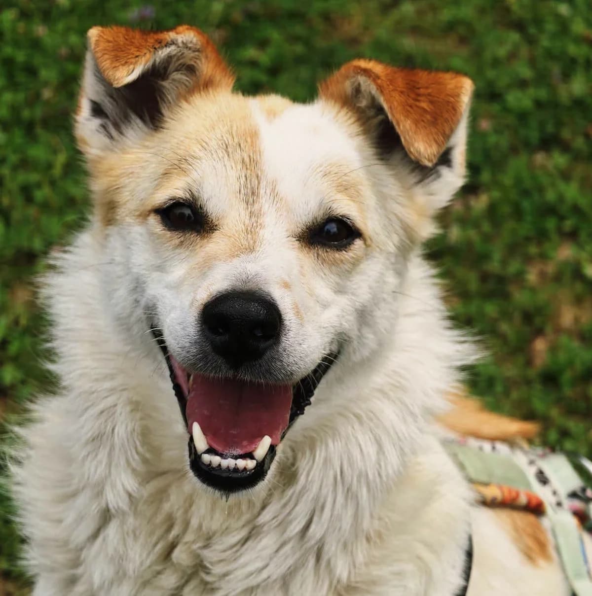 Nick, male Mixed Breed for adoption at Tierschutzverein-Phelan e.V., Berlin