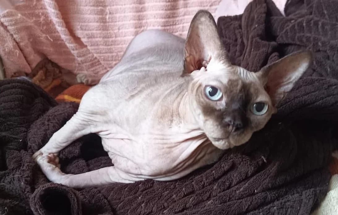 Emma, female Mixed Breed for adoption at Tierschutzverein-Phelan e.V., Berlin