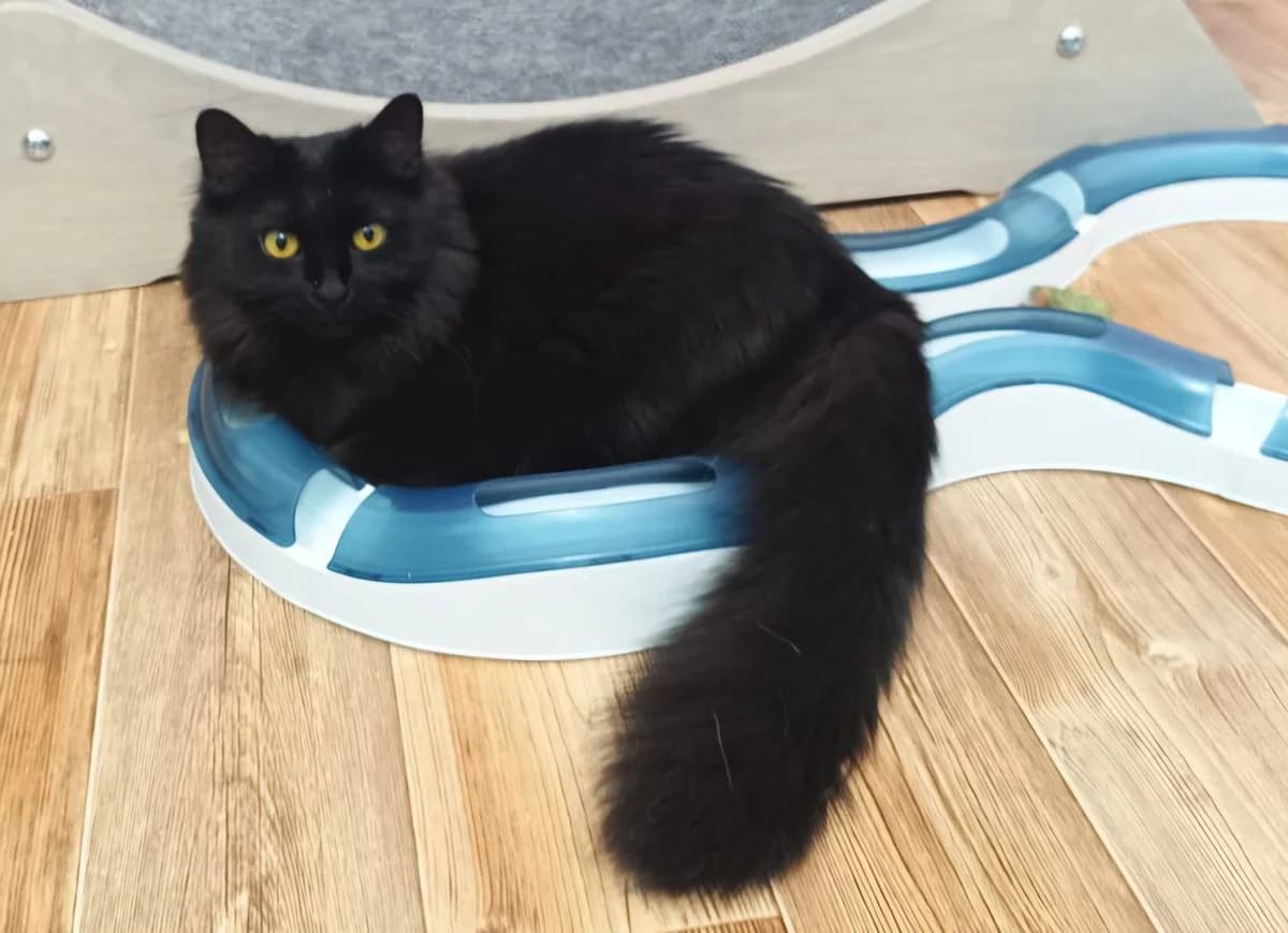 Kisulya, Mixed Breed for adoption at Tierschutzverein-Phelan e.V., Berlin