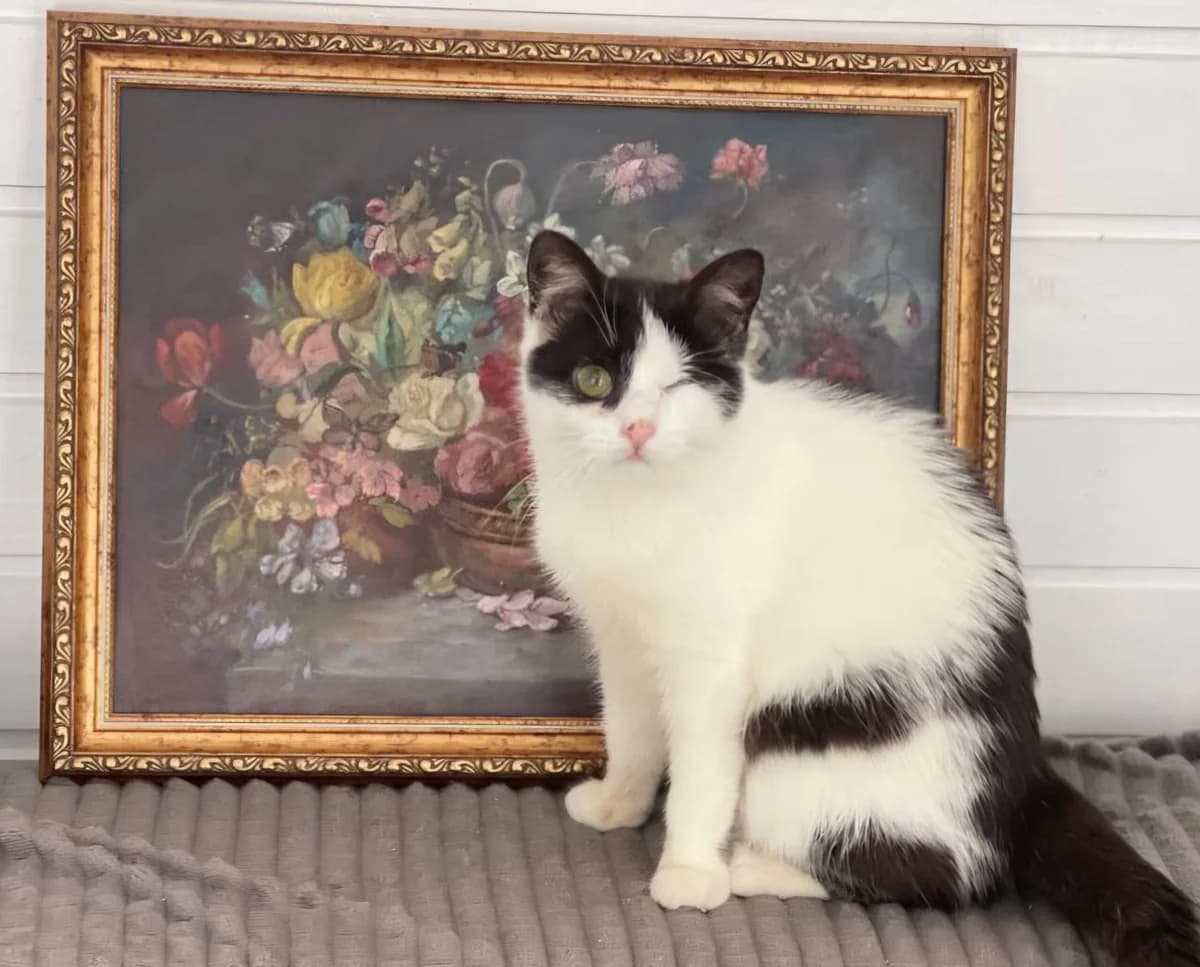 Iris, female Mixed Breed for adoption at Tierschutzverein-Phelan e.V., Berlin