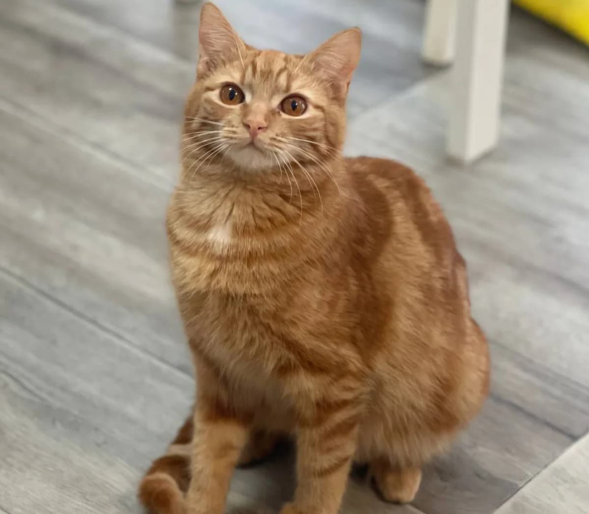 Anabel, Mixed Breed for adoption at Tierschutzverein-Phelan e.V., Berlin