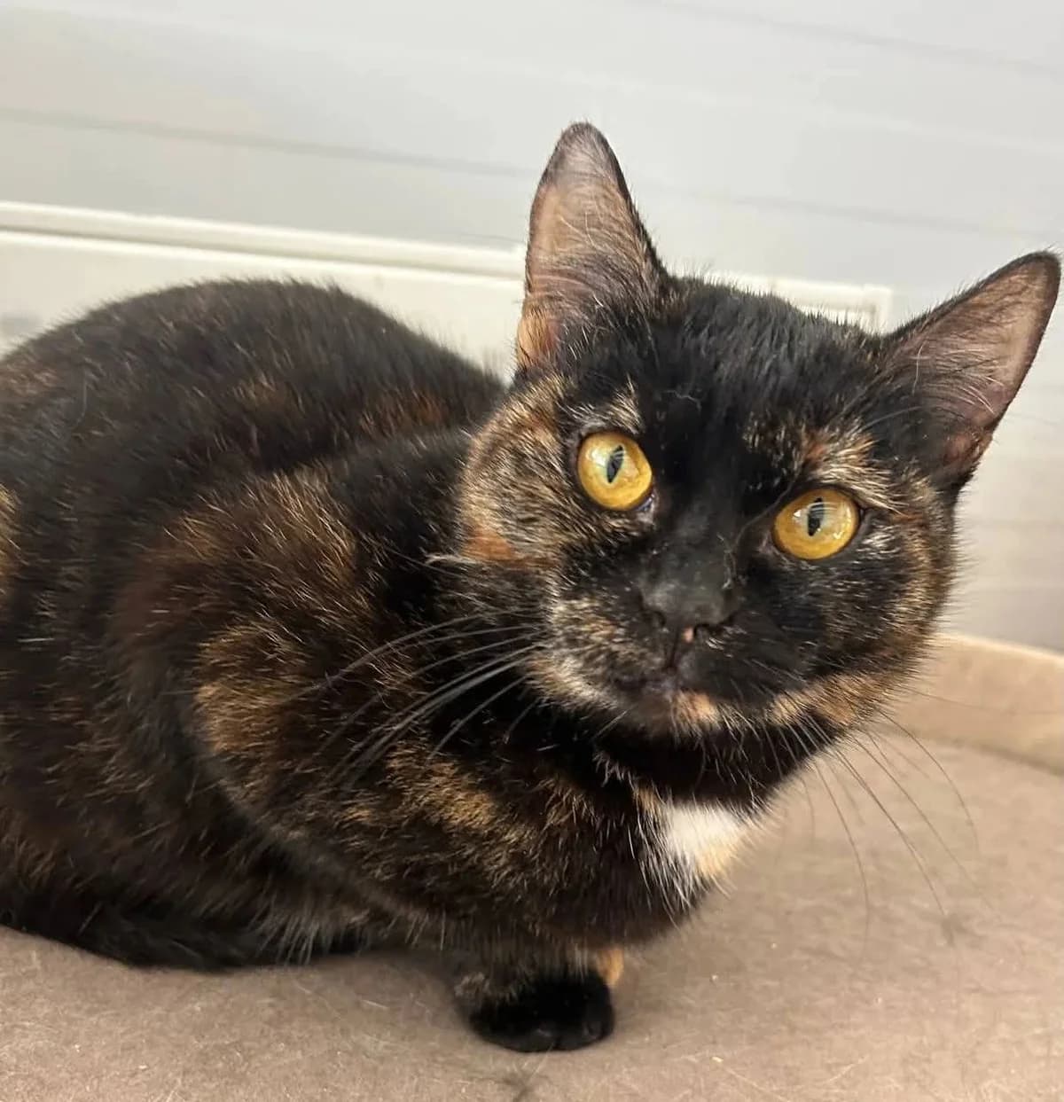 Kraska, Mixed Breed for adoption at Tierschutzverein-Phelan e.V., Berlin