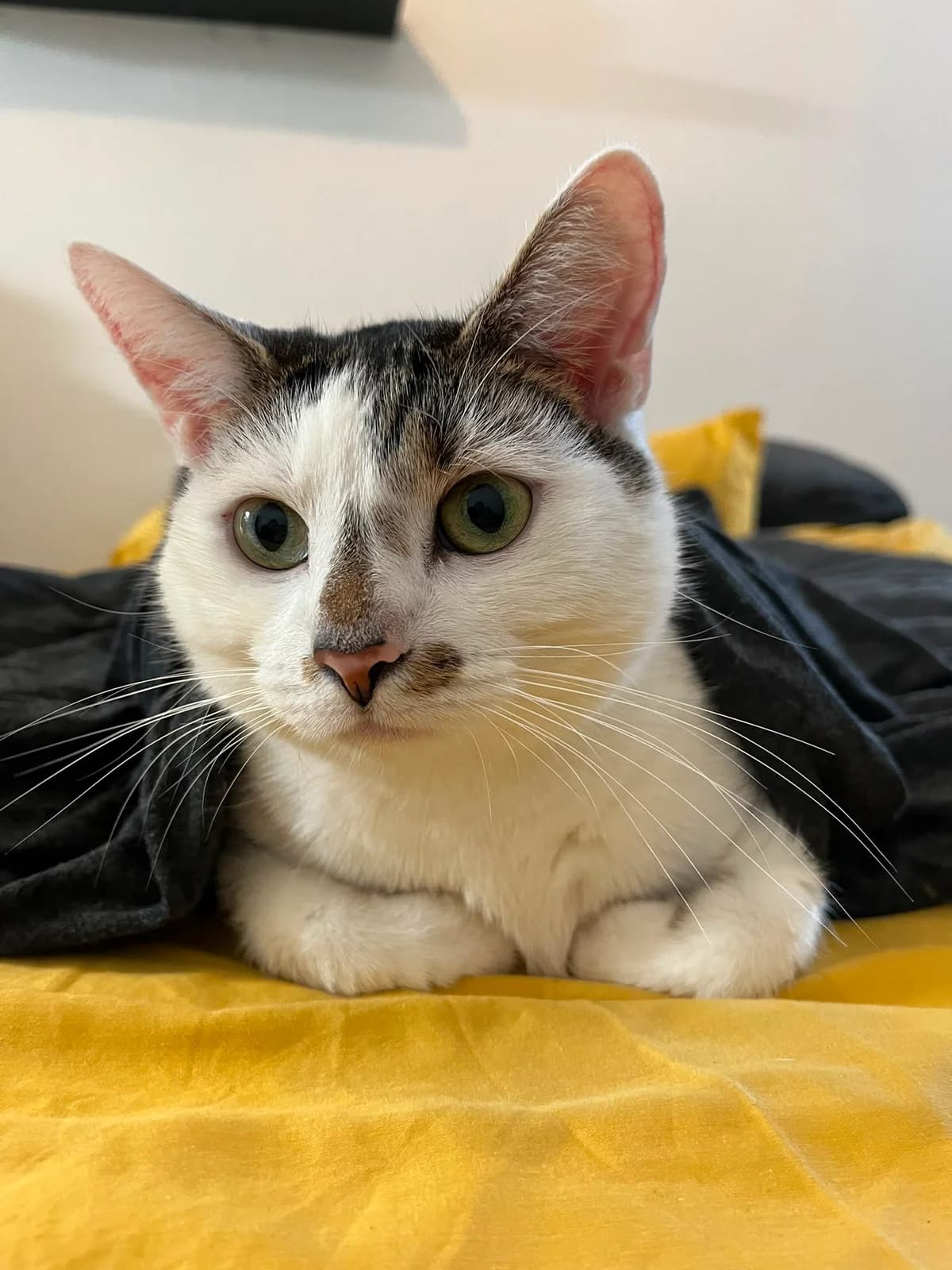 Lotti, grau 6yo European Shorthair for adoption at Tierschutzverein-Phelan e.V., Berlin