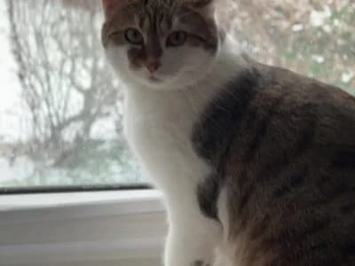Liebevolles Zuhause gesucht, 3yo Mixed Breed for adoption at Tierschutzverein Pinneberg