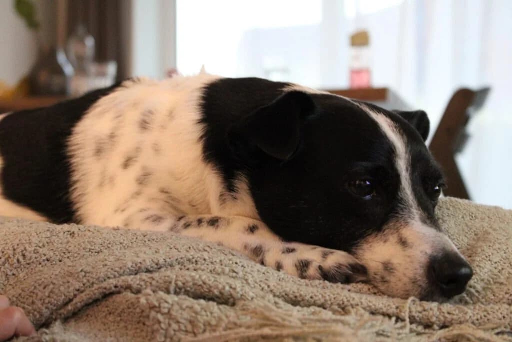Leo, senior Jack Russell Terrier for adoption at Tierschutzverein Pinneberg