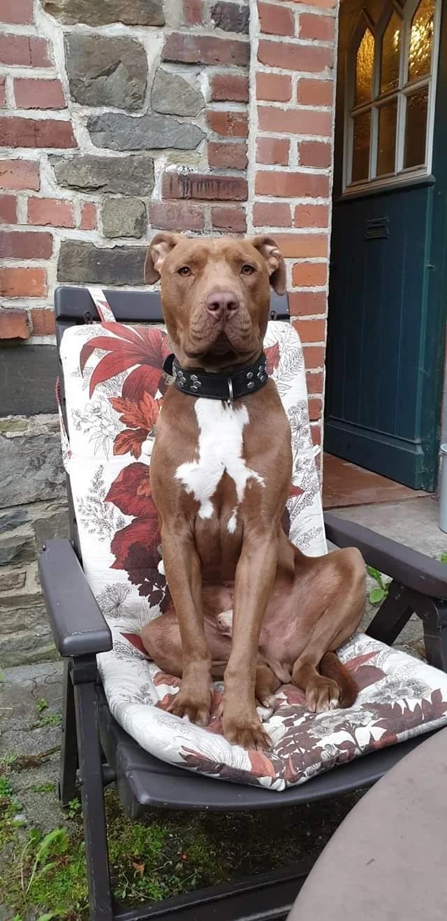 Toto, male Mixed Breed for adoption at Tierschutzverein Pitbull, Stafford & Co. e.V., Köln