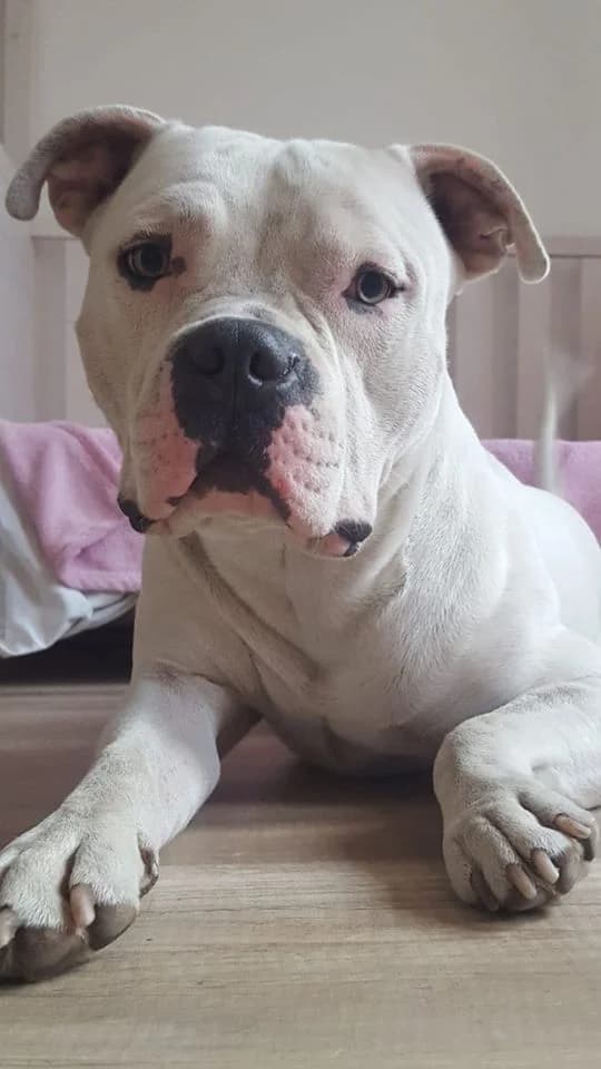 Danny, male Mixed Breed for adoption at Tierschutzverein Pitbull, Stafford & Co. e.V., Köln