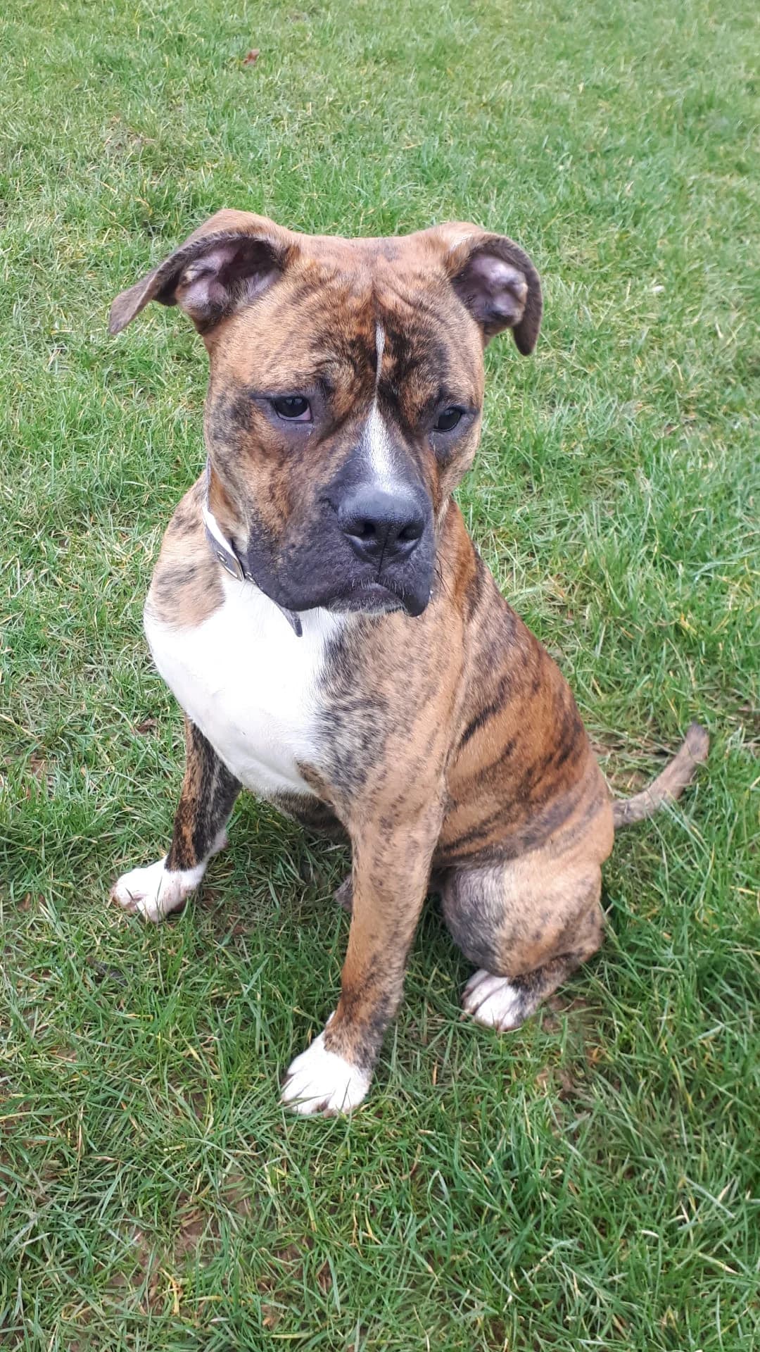 Amigo, puppy Mixed Breed for adoption at Tierschutzverein Pitbull, Stafford & Co. e.V., Köln