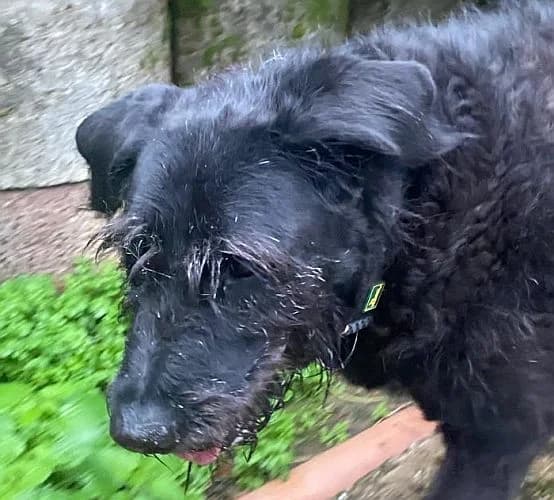 Baxter, male senior Mixed Breed for adoption at Tierschutzverein Porz, Köln