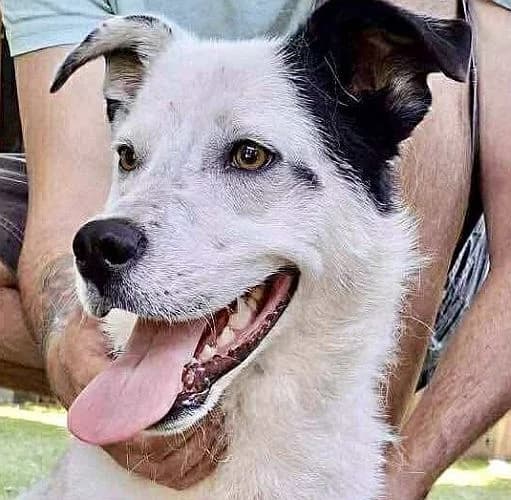 Tonio, young Mixed Breed for adoption at Tierschutzverein Porz, Köln