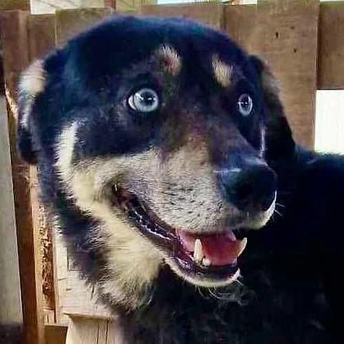 Moritz, 6yo Mixed Breed for adoption at Tierschutzverein Porz, Köln