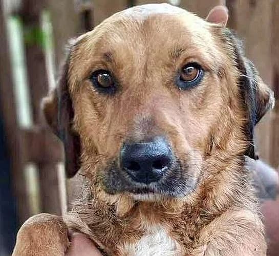 Kiran, 4yo Mixed Breed for adoption at Tierschutzverein Porz, Köln