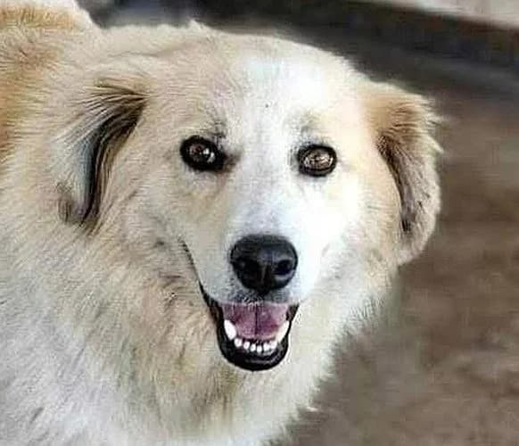 Henry, 5yo Mixed Breed for adoption at Tierschutzverein Porz, Köln