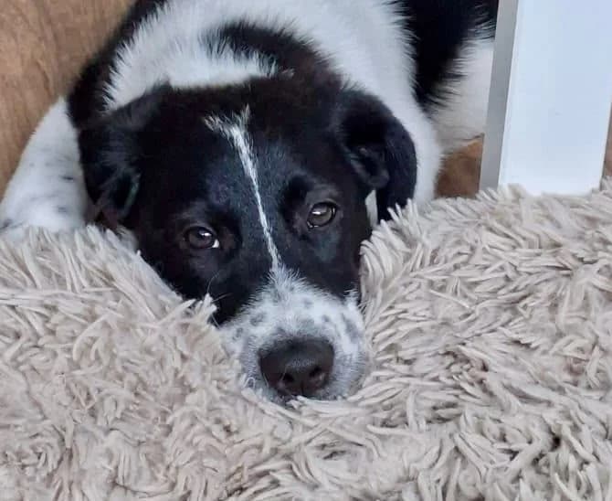 Luna, female 5yo Mixed Breed for adoption at Tierschutzverein Porz, Köln
