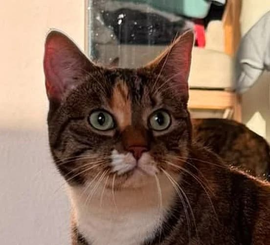 Mia, Mixed Breed for adoption at Tierschutzverein Porz, Köln