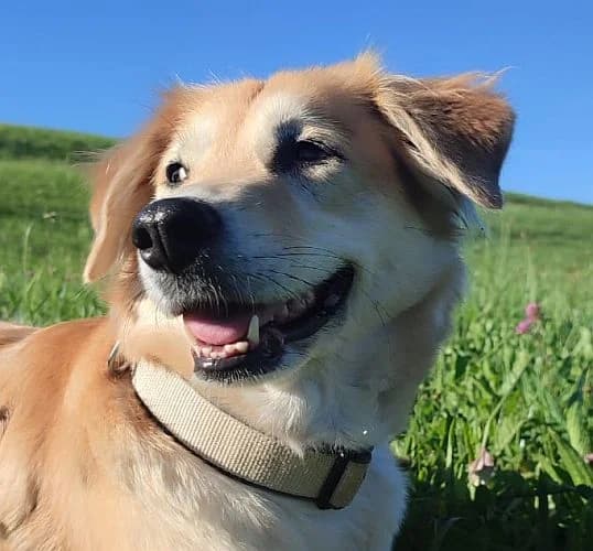 Yuna, female 6yo Mixed Breed for adoption at Tierschutzverein Porz, Köln