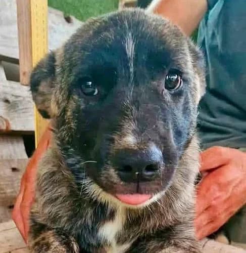 Cooper, puppy Mixed Breed for adoption at Tierschutzverein Porz, Köln