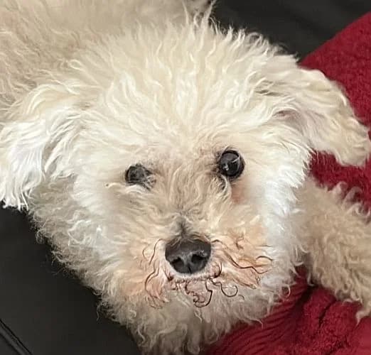 Milow, male Bichon Frisé for adoption at Tierschutzverein Porz, Köln