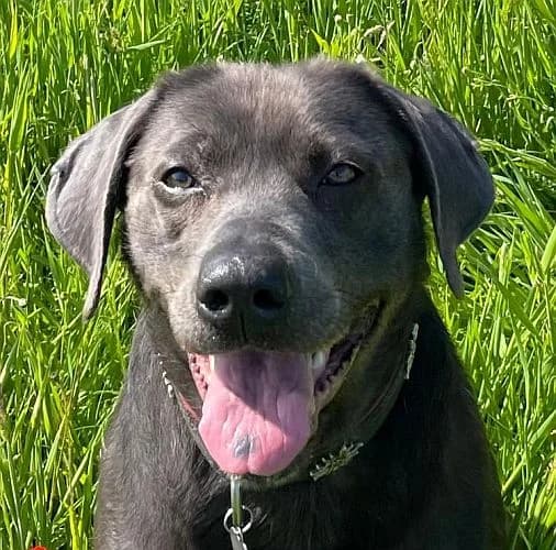 Chanel, female Labrador Retriever for adoption at Tierschutzverein Porz, Köln