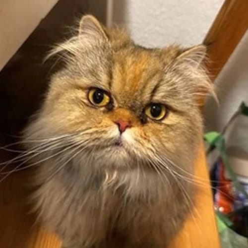 Bella, female 3yo Persian for adoption at Tierschutzverein Porz, Köln