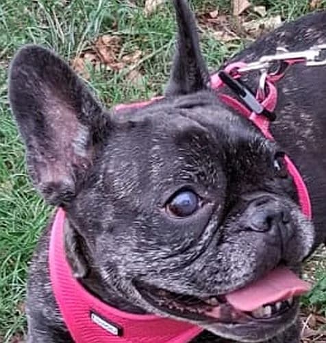 Ada, schwarz female 6yo French Bulldog for adoption at Tierschutzverein Porz, Köln
