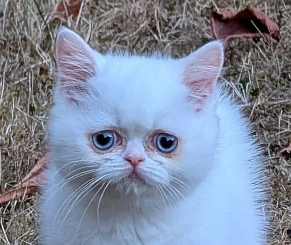 Cezar, male Persian for adoption at Tierschutzverein Porz, Köln
