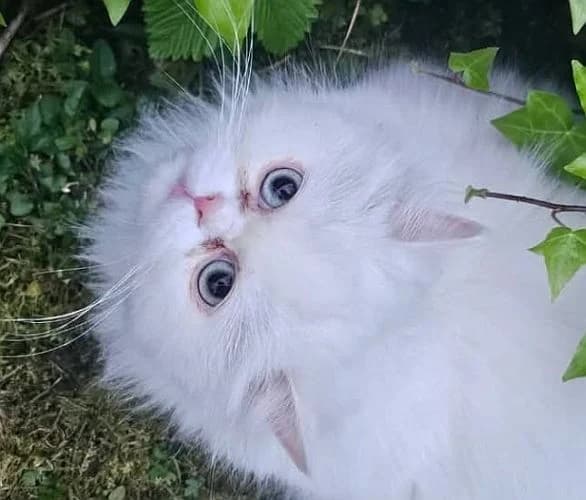 Bibi, Persian for adoption at Tierschutzverein Porz, Köln