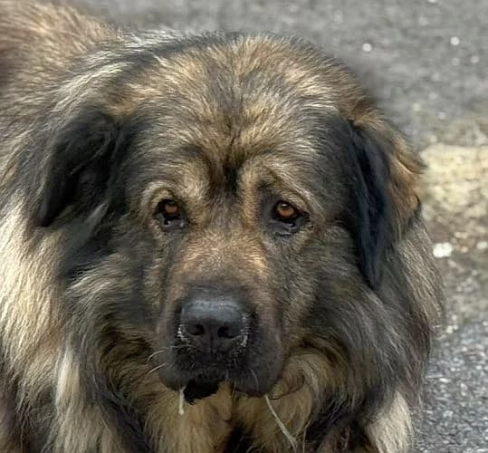 Thiga, male 7yo mixed breed for adoption at Tierschutzverein Porz, Köln