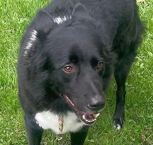 Buddy, male 5yo Border Collie for adoption at Tierschutzverein Porz, Köln