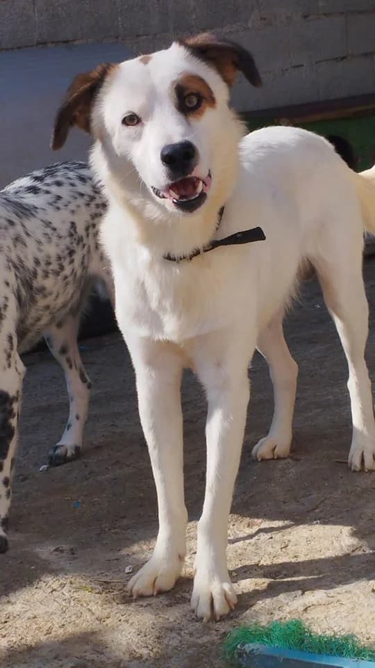 Leo –, male Mixed Breed for adoption at Tierschutzverein R.u.f.a. E.v.