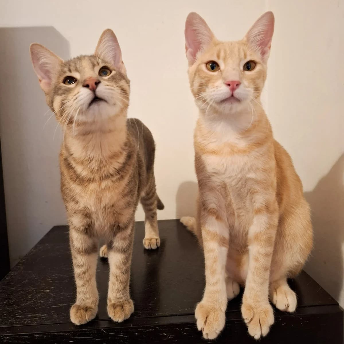 Luke & Leia, male Mixed Breed for adoption at Tierschutzverein R.u.f.a. E.v.