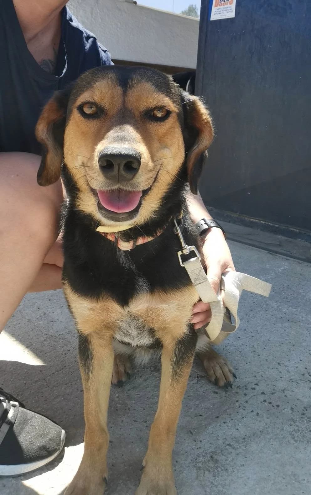 Stela โ auf PS in Deutschland, female Mixed Breed for adoption at Tierschutzverein R.u.f.a. E.v.